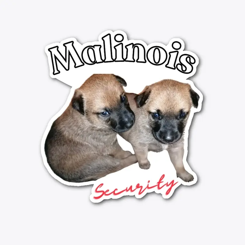 cute Malinois puppies